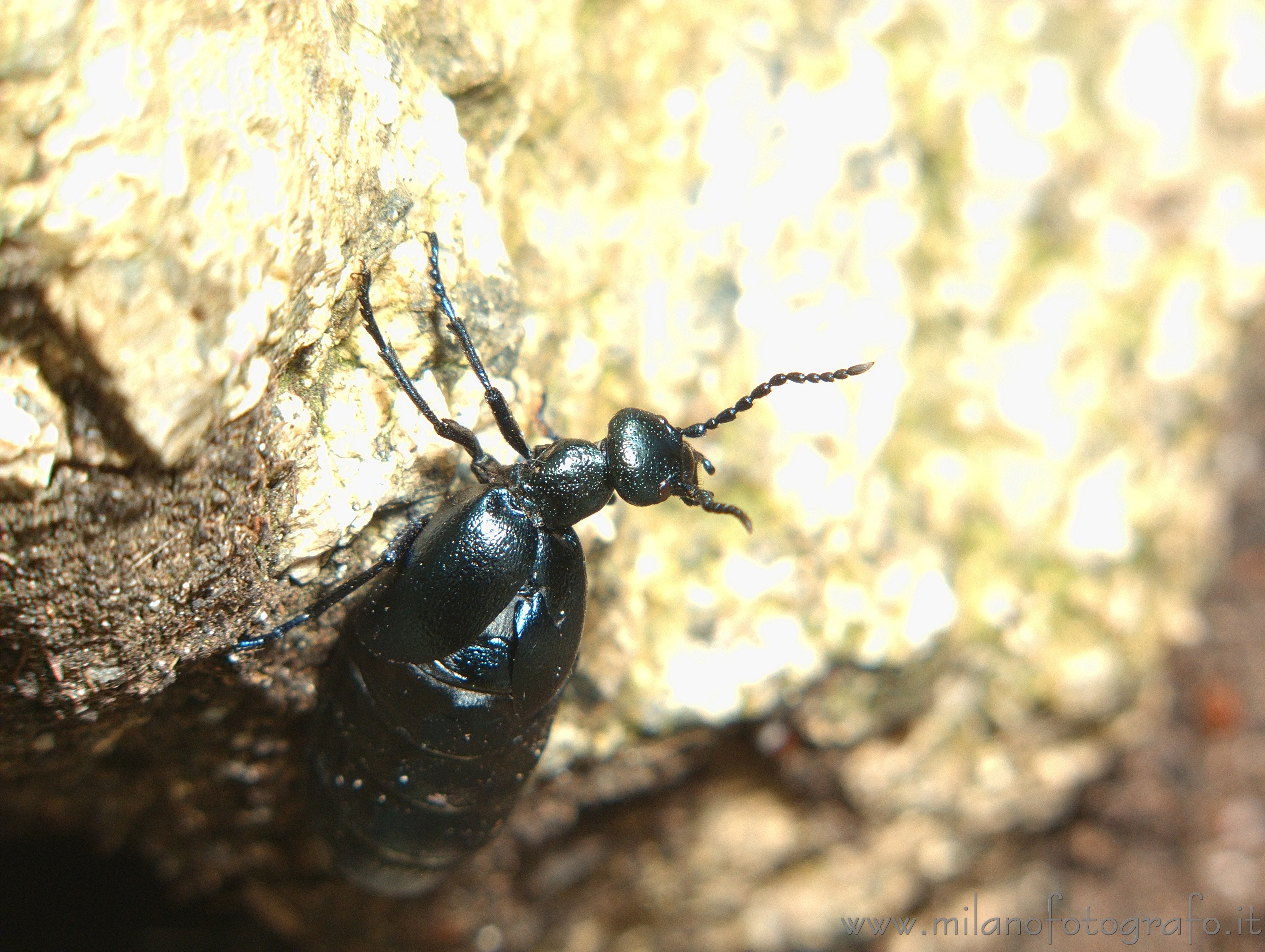 Valmosca frazione di Campiglia Cervo (Biella) - Meloe proscarabeus su sasso